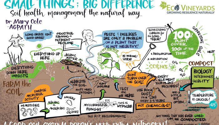 Digital graphic recording from Ecovineyards workshop series held in the Yarra Valley